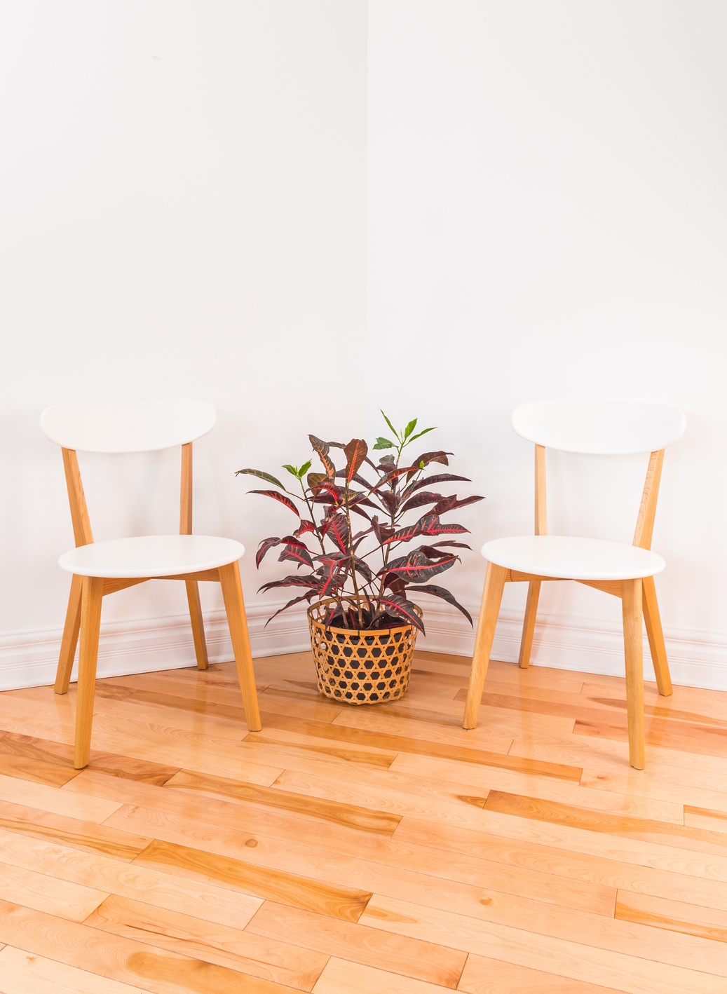 Room corner with elegant chairs and colorful Croton plant